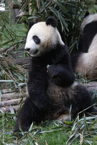 Fototapeta Naklejka Na Ścianę i Meble -  Little Panda Cub Acts Funny to show the Audience