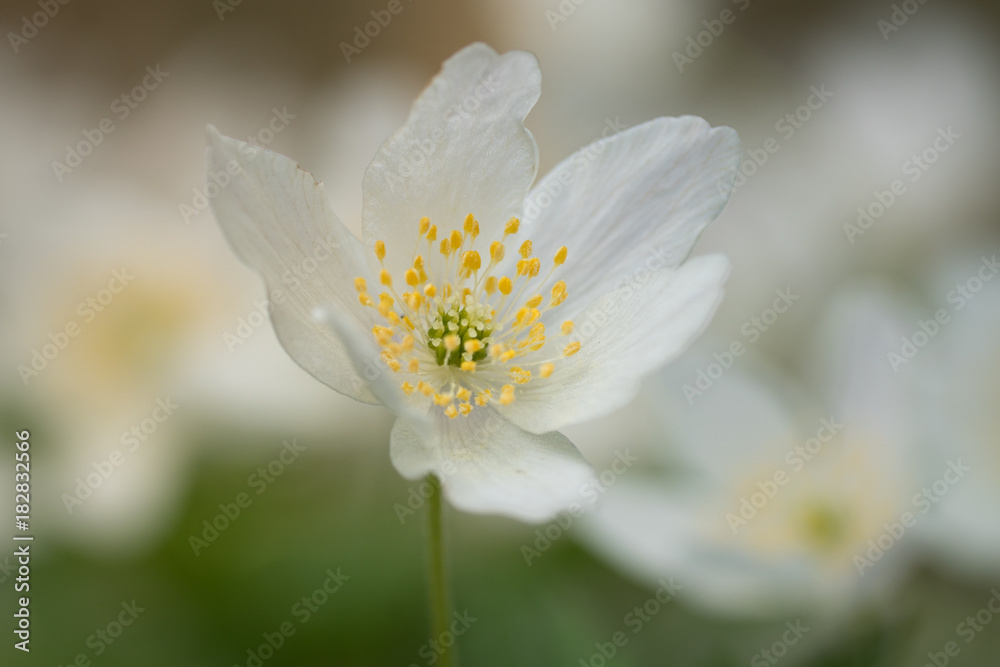 One single wood anemone flower in early spring sunlight One single wood anemone flower in early spring sunlight