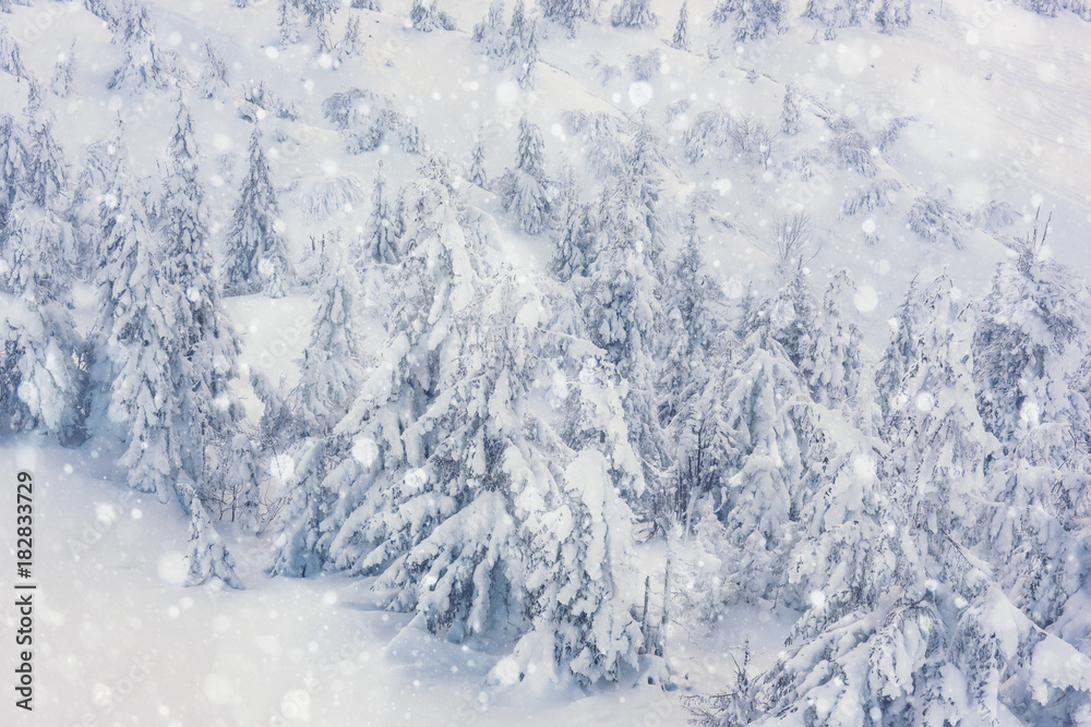 Christmas or New Year background, snow-covered firs with snowflakes on the mountain side Christmas or New Year background, snow-covered firs with snowflakes on the mountain side