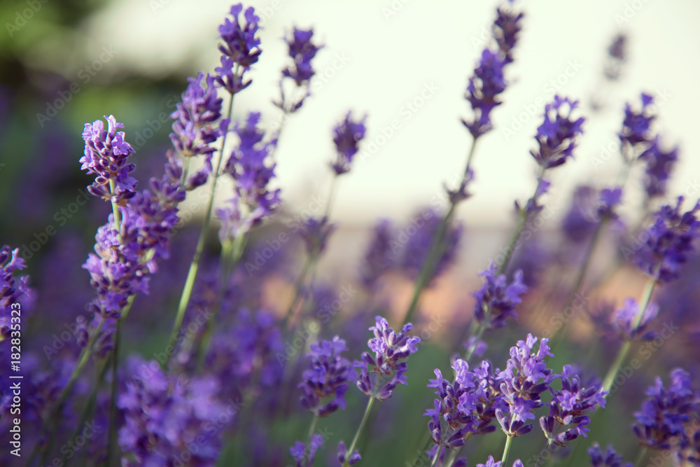 Sunset over a violet lavender Sunset over a violet lavender