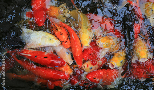 Many Koi fish in pond. 