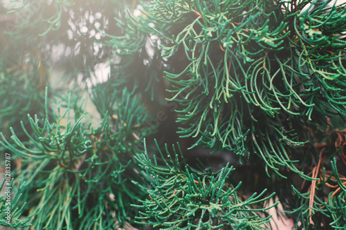 Pine tree background selective and soft focus