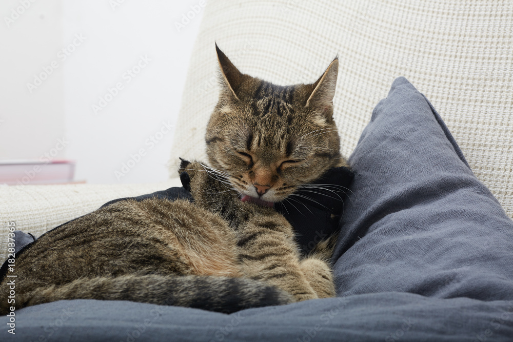european cat grooming on sofa