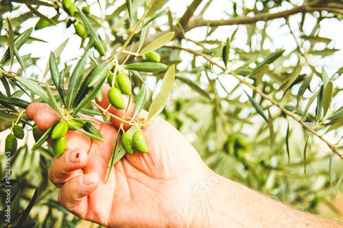 Olive tree check
