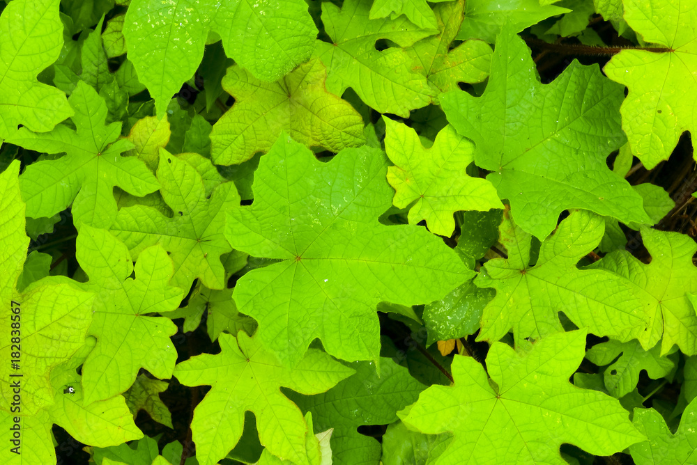 Green Leaf Background Green Leaf Background