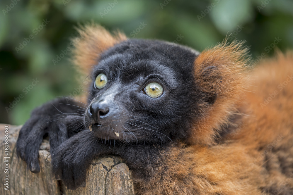 Fototapeta premium Red ruffed lemur