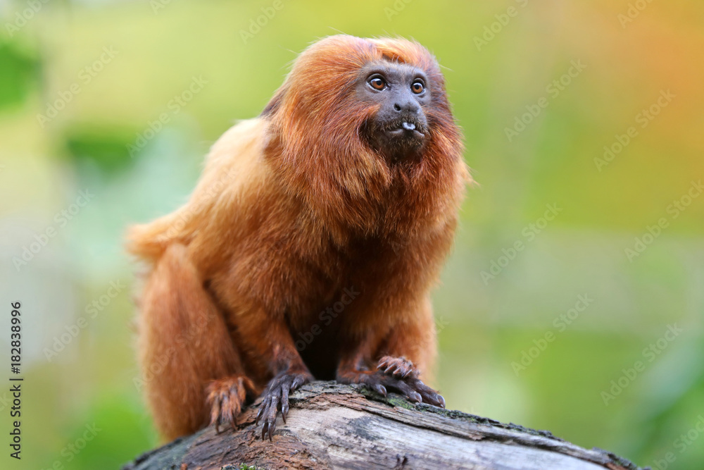 Naklejka premium Golden lion tamarin