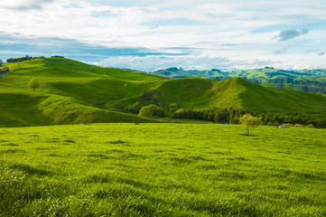 Crédence de cuisine Nouvelle-Zélande Collines verdoyantes de Nouvelle-Zélande  © Fyle