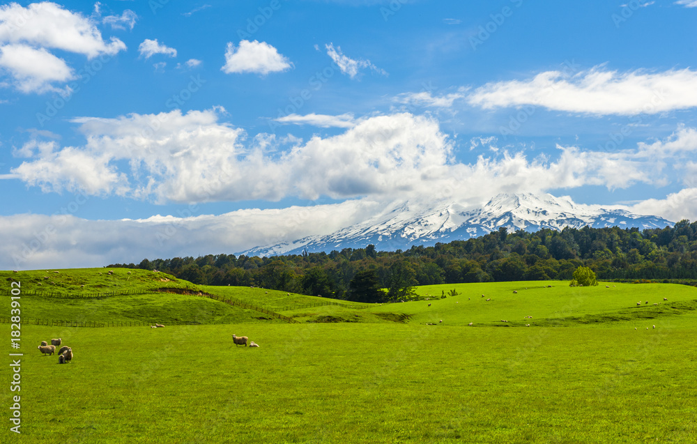 Mt. Ruapehu and fields