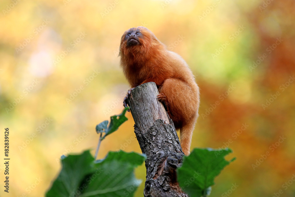 Naklejka premium Golden lion tamarin