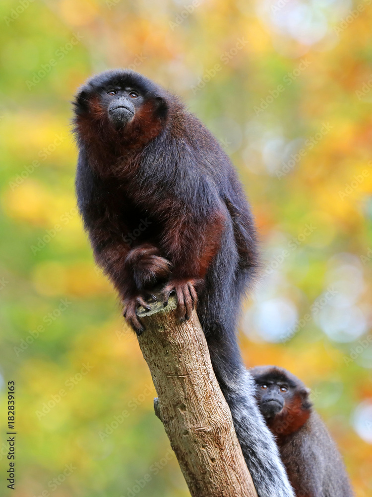 Obraz premium Red titi portrait