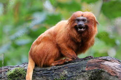 Golden lion tamarin