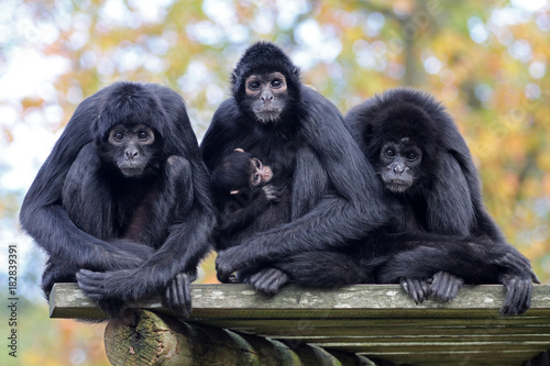 Photography Spider monkeys