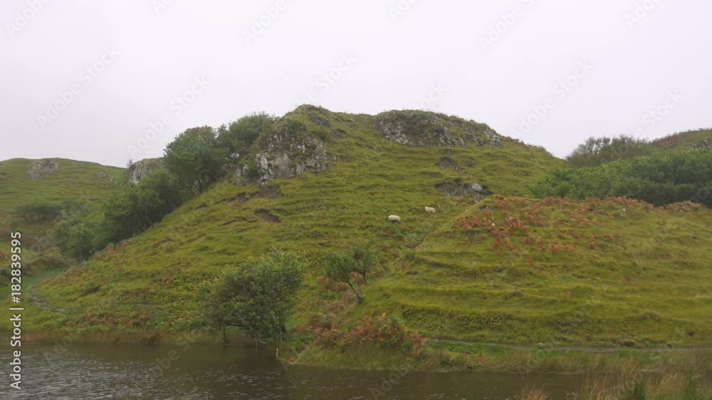 Herd of Sheeps grazing in Fairy Glen, Isle of Skye, Scotland Herd of Sheeps grazing in Fairy Glen, Isle of Skye, Scotland