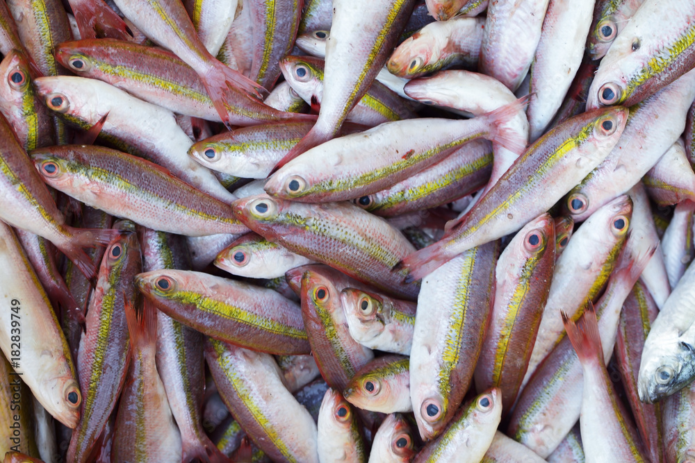 fresh fish raw material for food industrial fresh fish raw material for food industrial