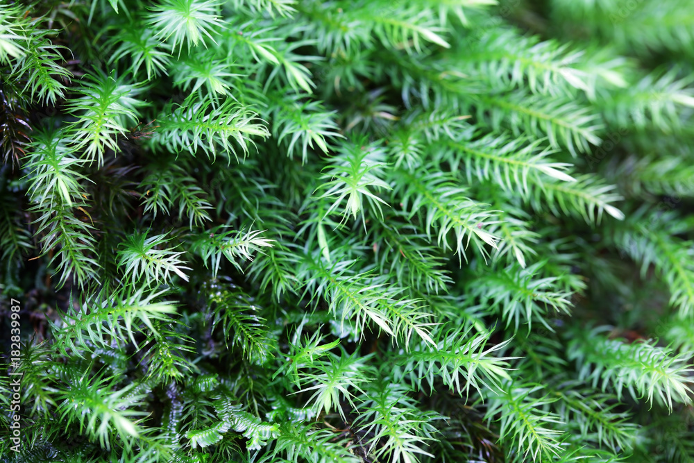 close up of sphagnum moss in rain forest background. close up of sphagnum moss in rain forest background.