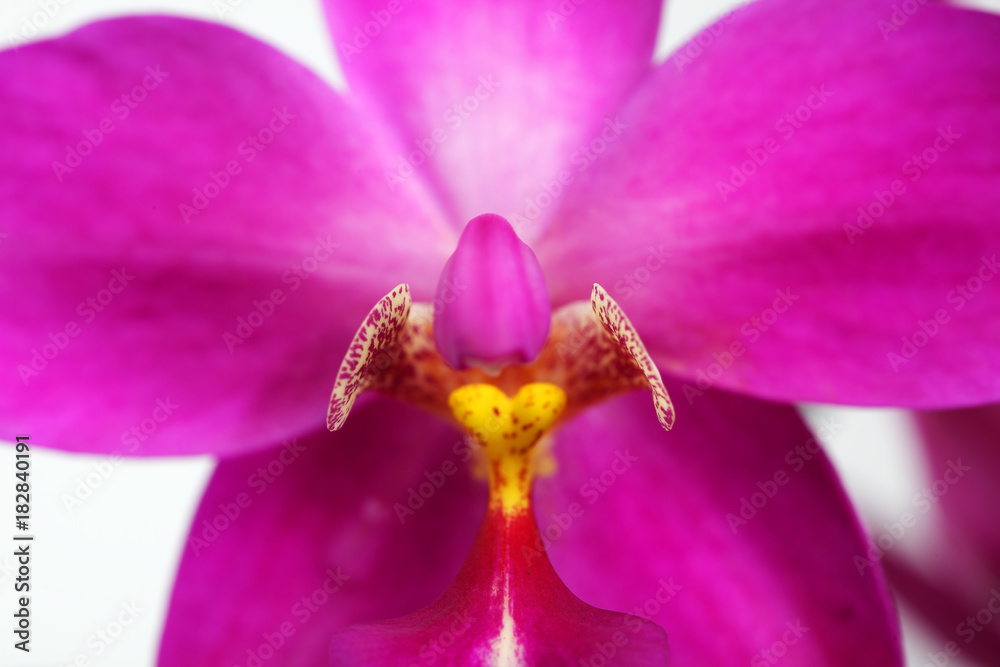 close up of beautiful pink ground orchid flower as background. close up of beautiful pink ground orchid flower as background.