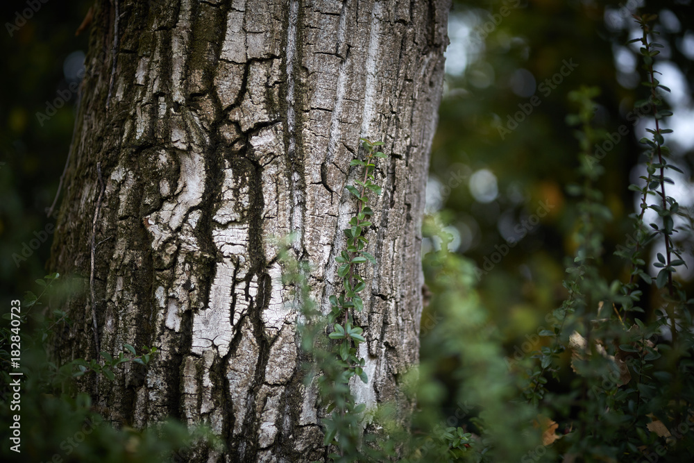 Obraz premium wood bark