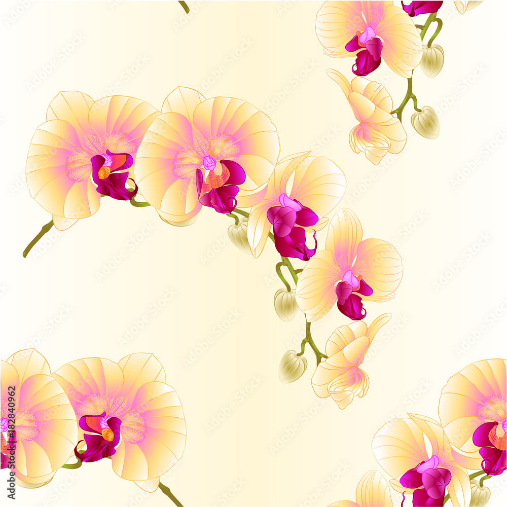 Seamless texture beautiful Phalaenopsis Orchid Yellow stem with flowers and buds vintage vector closeup editable illustration hand draw Seamless texture beautiful Phalaenopsis Orchid Yellow stem with flowers and buds vintage vector closeup editable illustration hand draw
