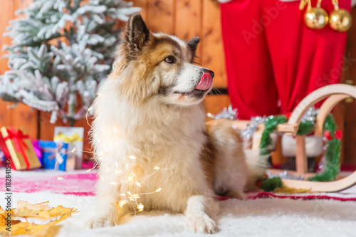 cute elo dog in front of christmas decoration photo