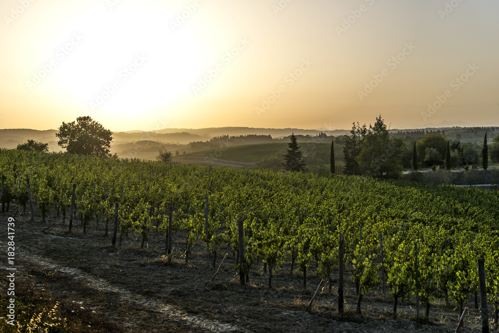 Naklejka premium Vineyards at sunset on the hills of Siena in Tuscany