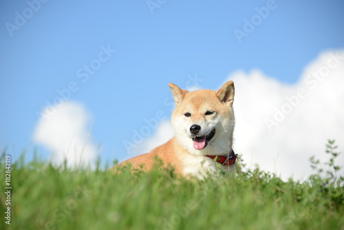 Cuadro en lienzo 柴犬