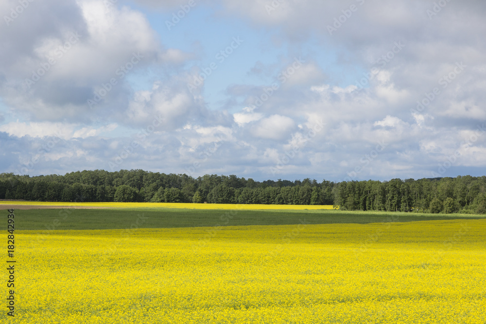 Rape field and blue sky with clouds on a sunny day on Saaremaa Island in Estonia