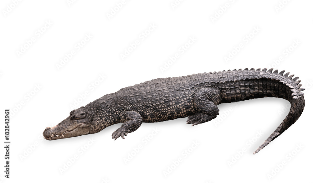 Fototapeta premium Freshwater crocodile isolated with clipping path.