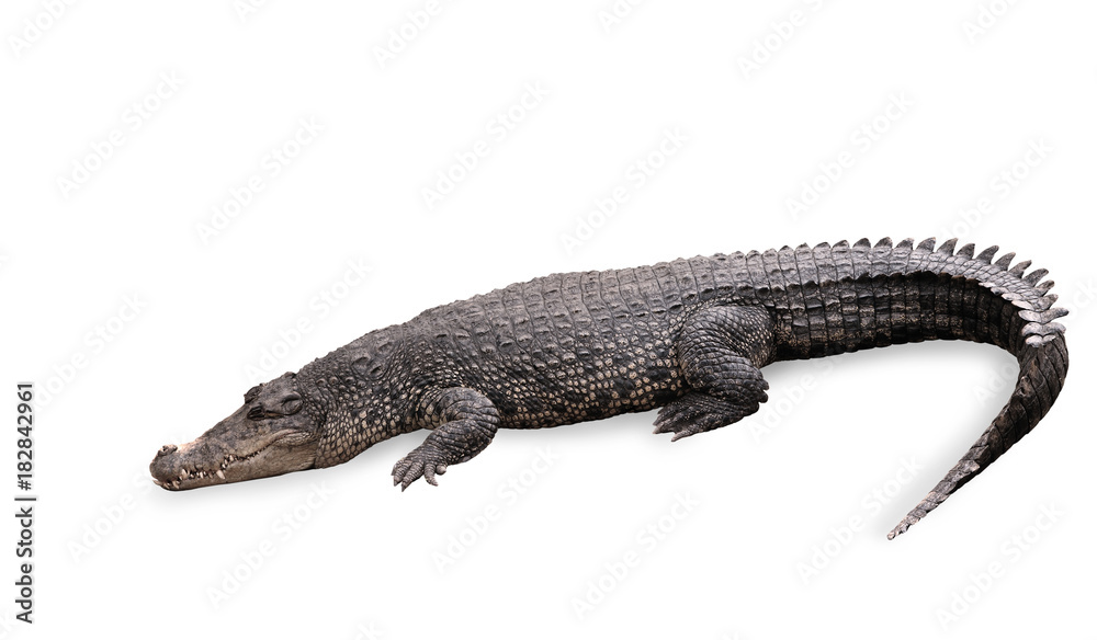 Freshwater crocodile isolated with clipping path. Freshwater crocodile isolated with clipping path.