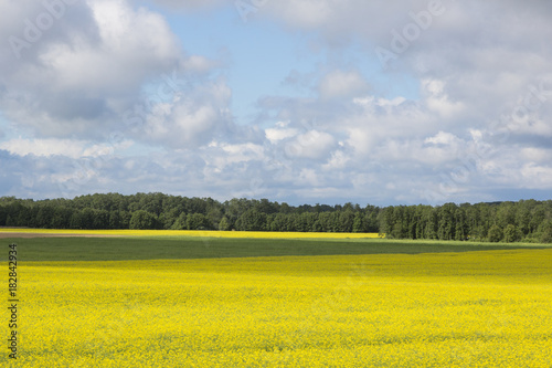 Rape field and blue sky with clouds on a sunny day on Saaremaa Island in Estonia