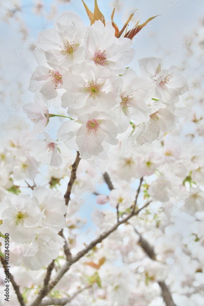 桜たちの囁き 桜たちの囁き