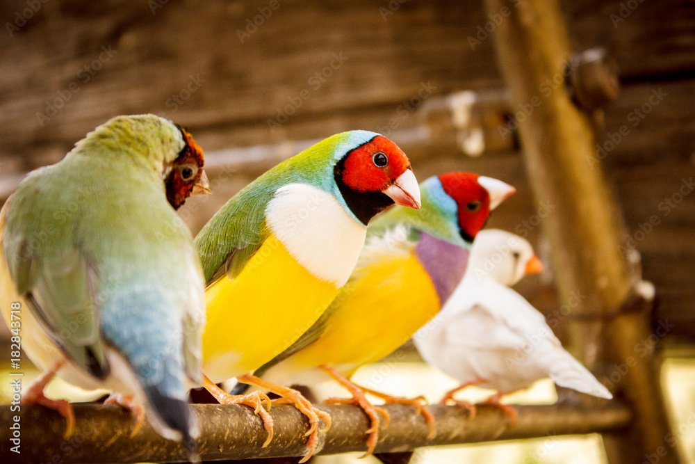 Fototapeta premium bird