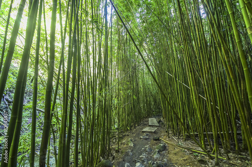 Beautiful path through lush bamboo forest  Maui  Hawaii