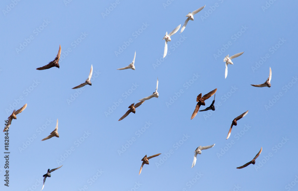 flock of pigeons on blue sky