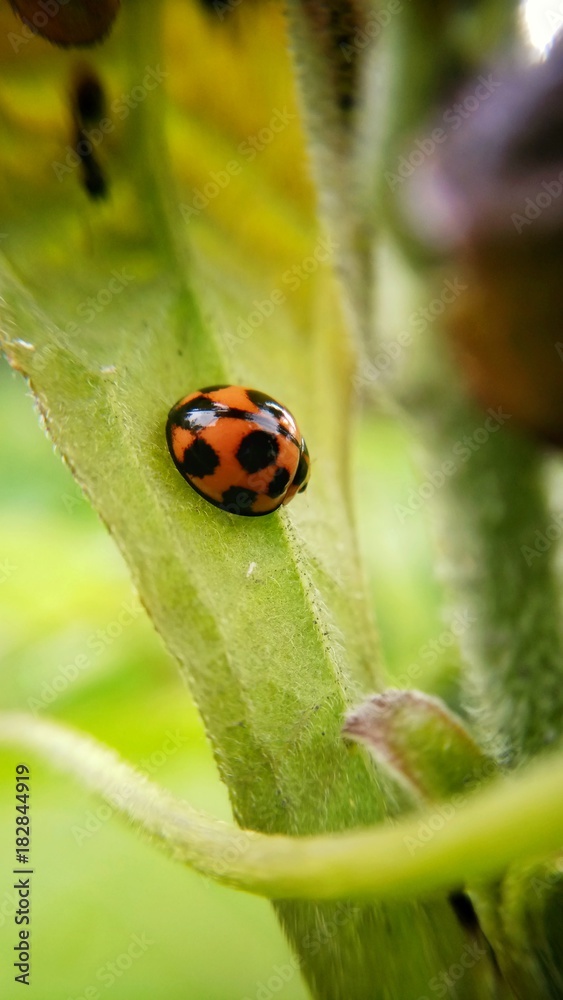 Obraz premium ladybugs at the tree