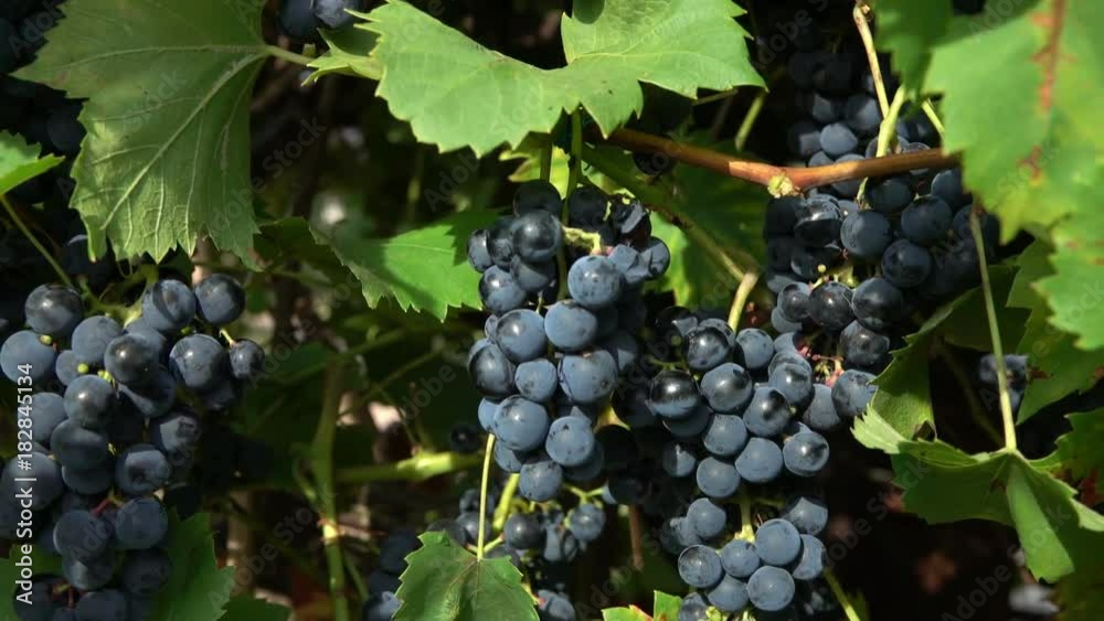 Panorama from top to bottom on the branches of ripe dark grapes Panorama from top to bottom on the branches of ripe dark grapes