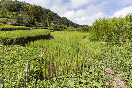 View of terraced rice fields from the Kolo Rongo hot spring at the foot of Kelimutu National Park in Indonesia. photo