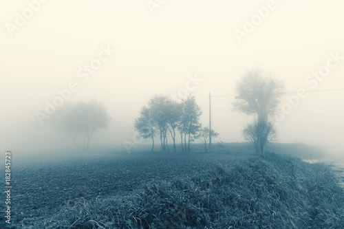 Natural landscape in autumn  trees and fields in the fog