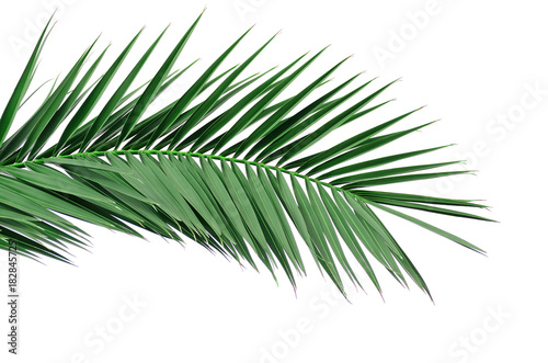 Green leaf of a palm tree. Isolate on white background.
