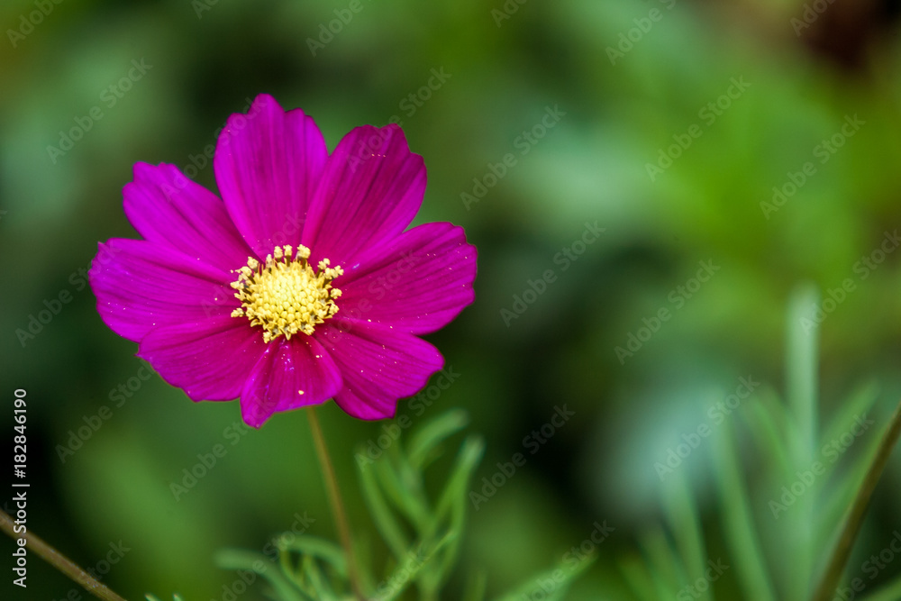 Purple Cosmos flower Purple Cosmos flower