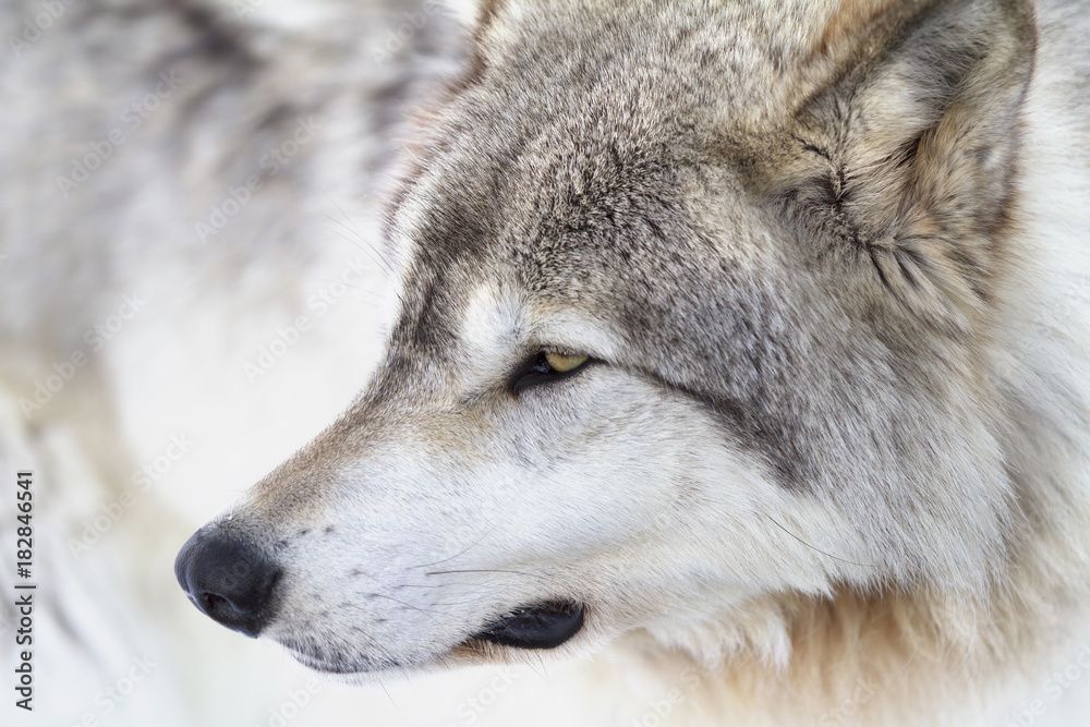Fototapeta premium Timber wolf portrait