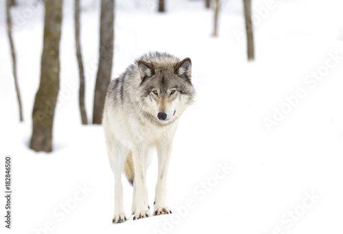 Timber wolf or Grey Wolf  Canis lupus  walking in the winter snow in Canada