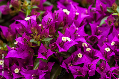 Purple Bougainvillea