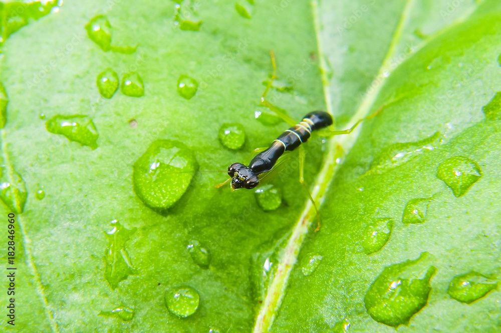 Black Baby Mantis On Green Leaf With Water Drop