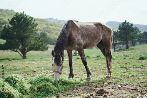 A horse stands in the mountains  field  nature  animals  livestock
