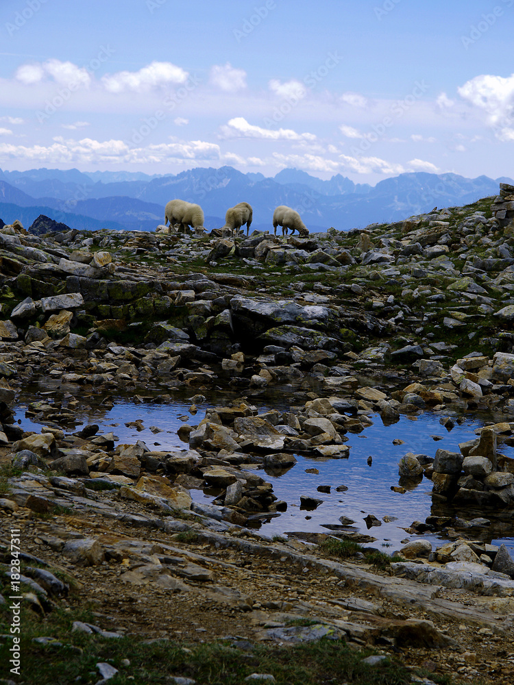 Three sheep are looking for food in a mountainous rocky terrain. Three sheep are looking for food in a mountainous rocky terrain.