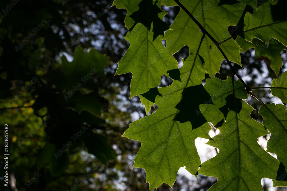 light in the leaves light in the leaves