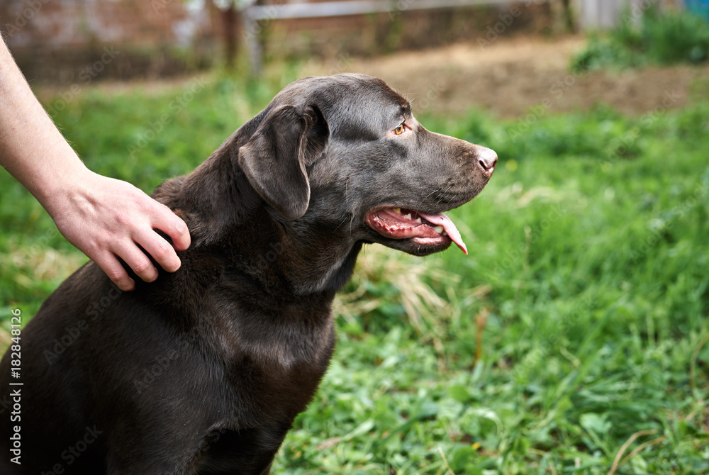 Dog, labrador in the backyard, animals, pets, house