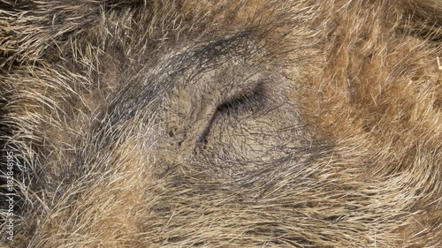 Wallpaper Mural Wild boar's eye (Sus scrofa) Torontodigital.ca