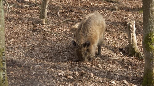 Wild boar (Sus scrofa) in forest photo